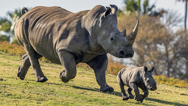 rhinoceros the millennium education millennial buzz blog best schools