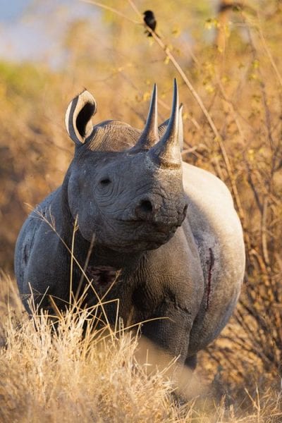 New New rocking the rhinos