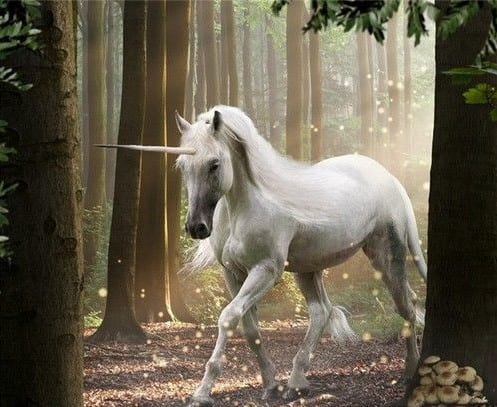 Unicorn – The legendary Creature
